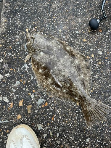 ヒラメの釣果