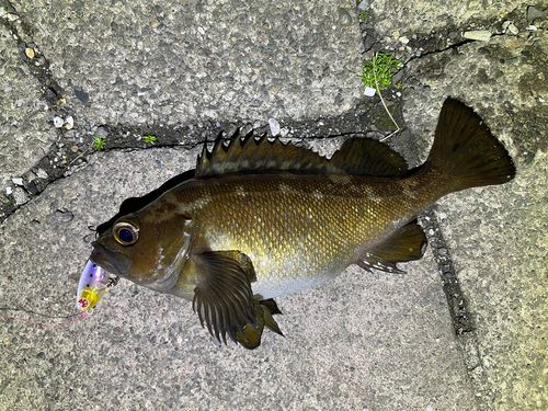 エゾメバルの釣果