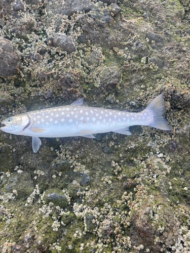 アメマスの釣果