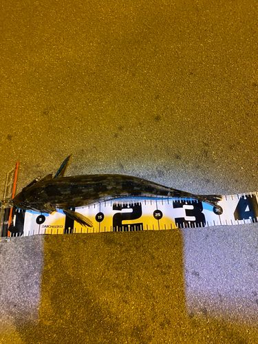アイナメの釣果