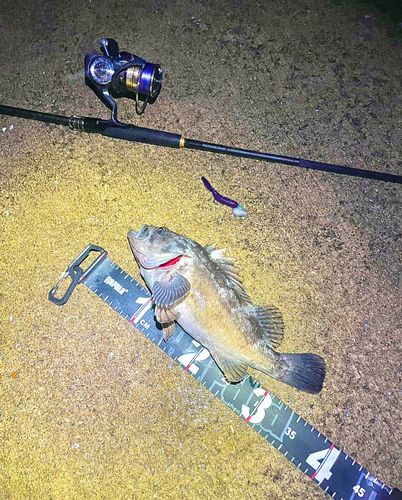 クロソイの釣果