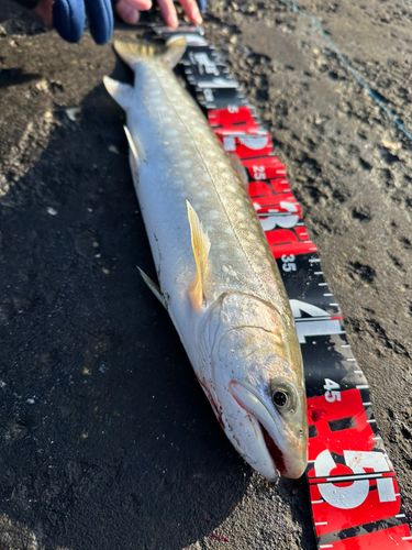 アメマスの釣果