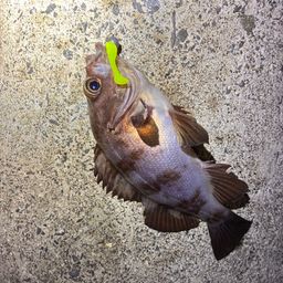 メバル