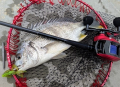 キビレの釣果