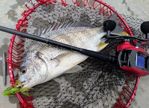 キビレの釣果