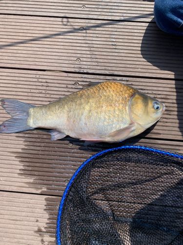 ヘラブナの釣果