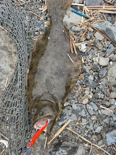 ヒラメの釣果