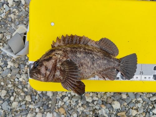 ムラソイの釣果
