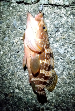 アコウの釣果
