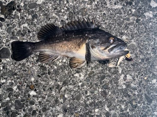 クロソイの釣果