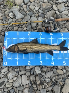 ニゴイの釣果