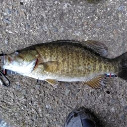 スモールマウスバス