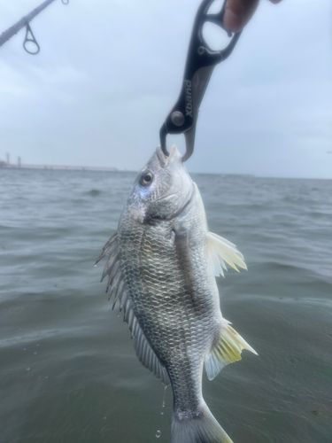 キビレの釣果