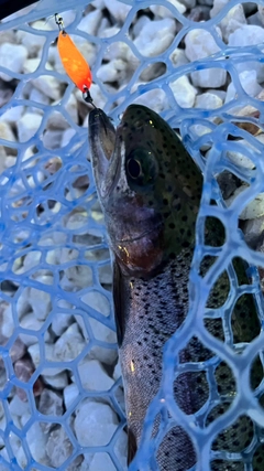 ニジマスの釣果