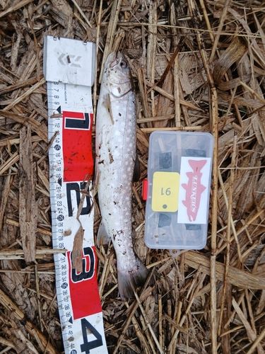 アメマスの釣果