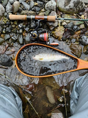 ヤマメの釣果