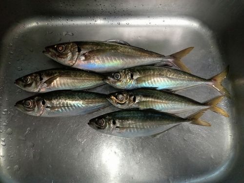 アジの釣果