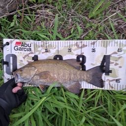 スモールマウスバス