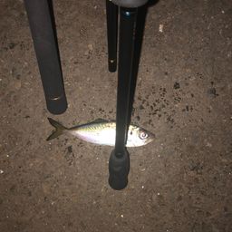 アジ