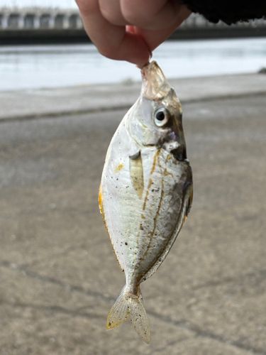 ヒイラギの釣果