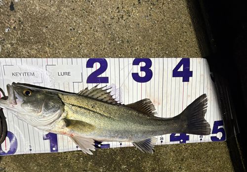 シーバスの釣果