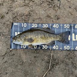 スモールマウスバス