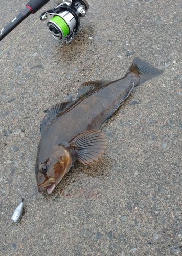 アイナメの釣果