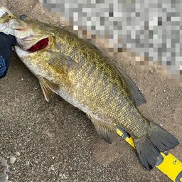 スモールマウスバス