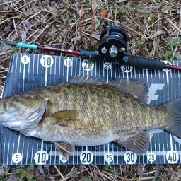 スモールマウスバス