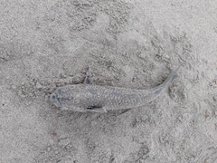 ボラの釣果