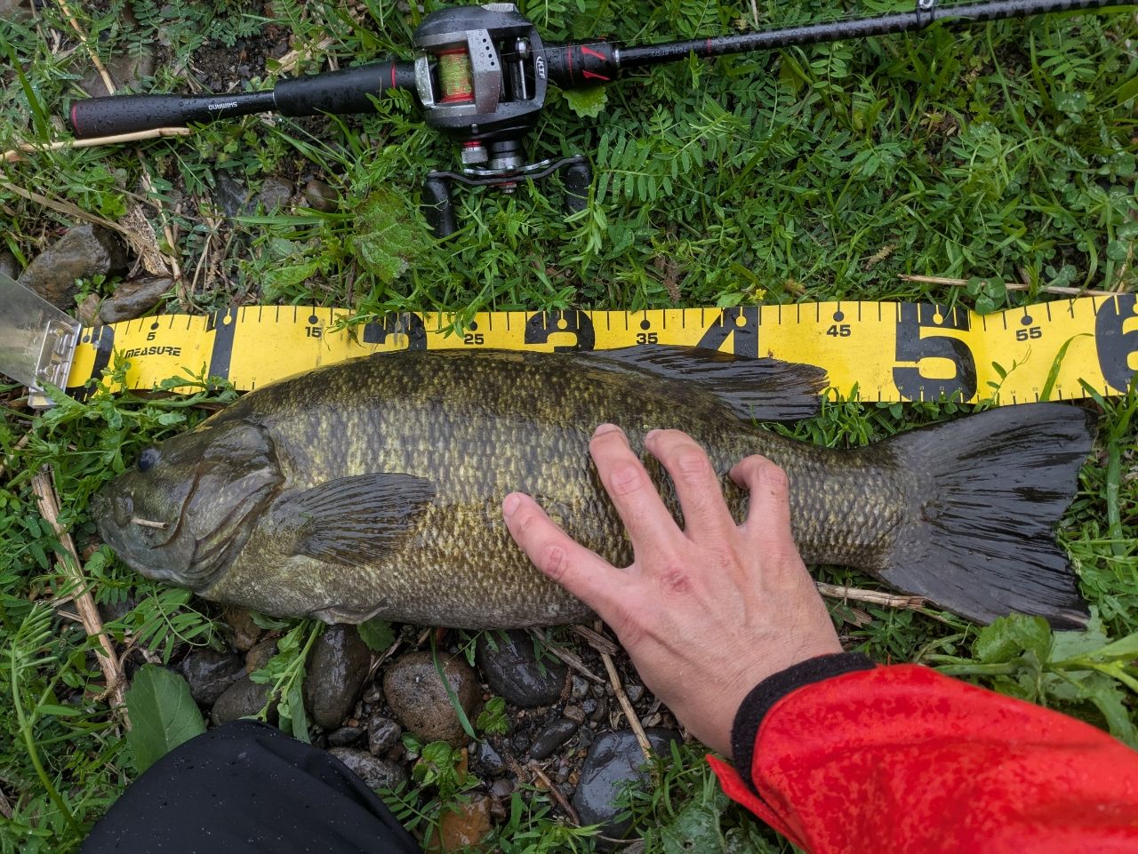 スモールマウスバス