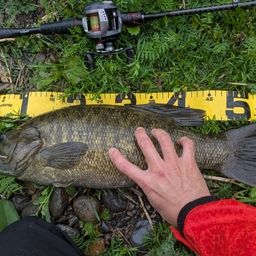 スモールマウスバス