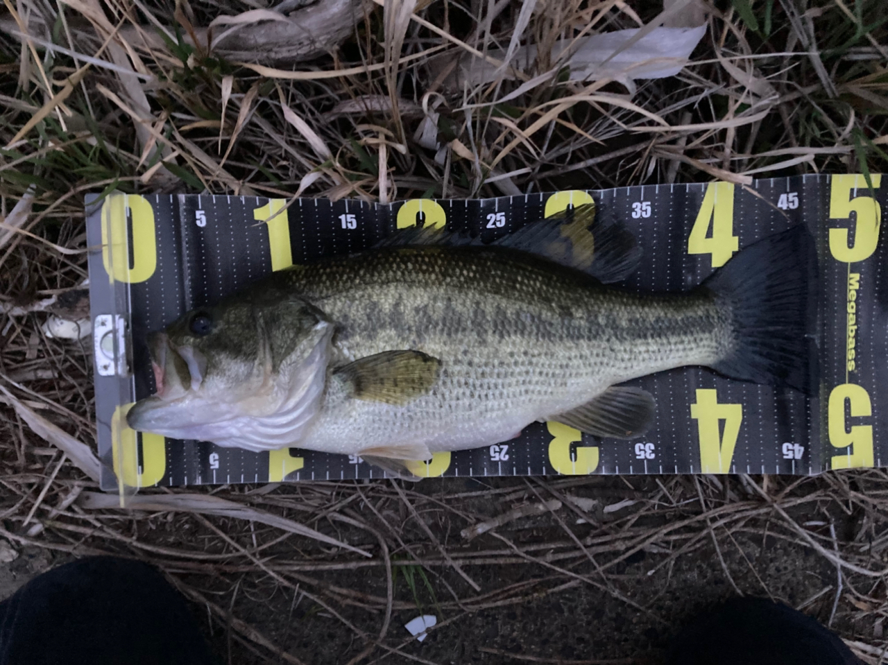 DAIWA 21ブレイゾン C610MHの最安値・インプレ・釣果 | 本音の