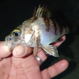 メバル