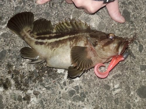 シマソイの釣果