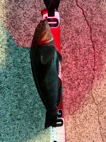 アイナメの釣果