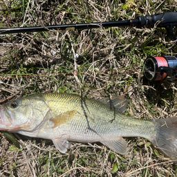 ラージマウスバス