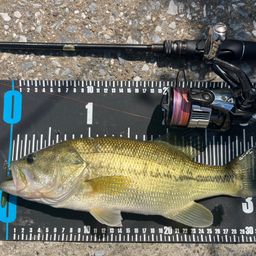 ラージマウスバス