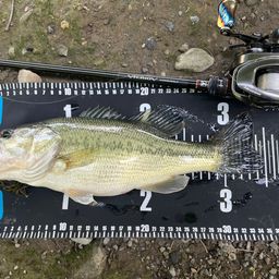 ラージマウスバス