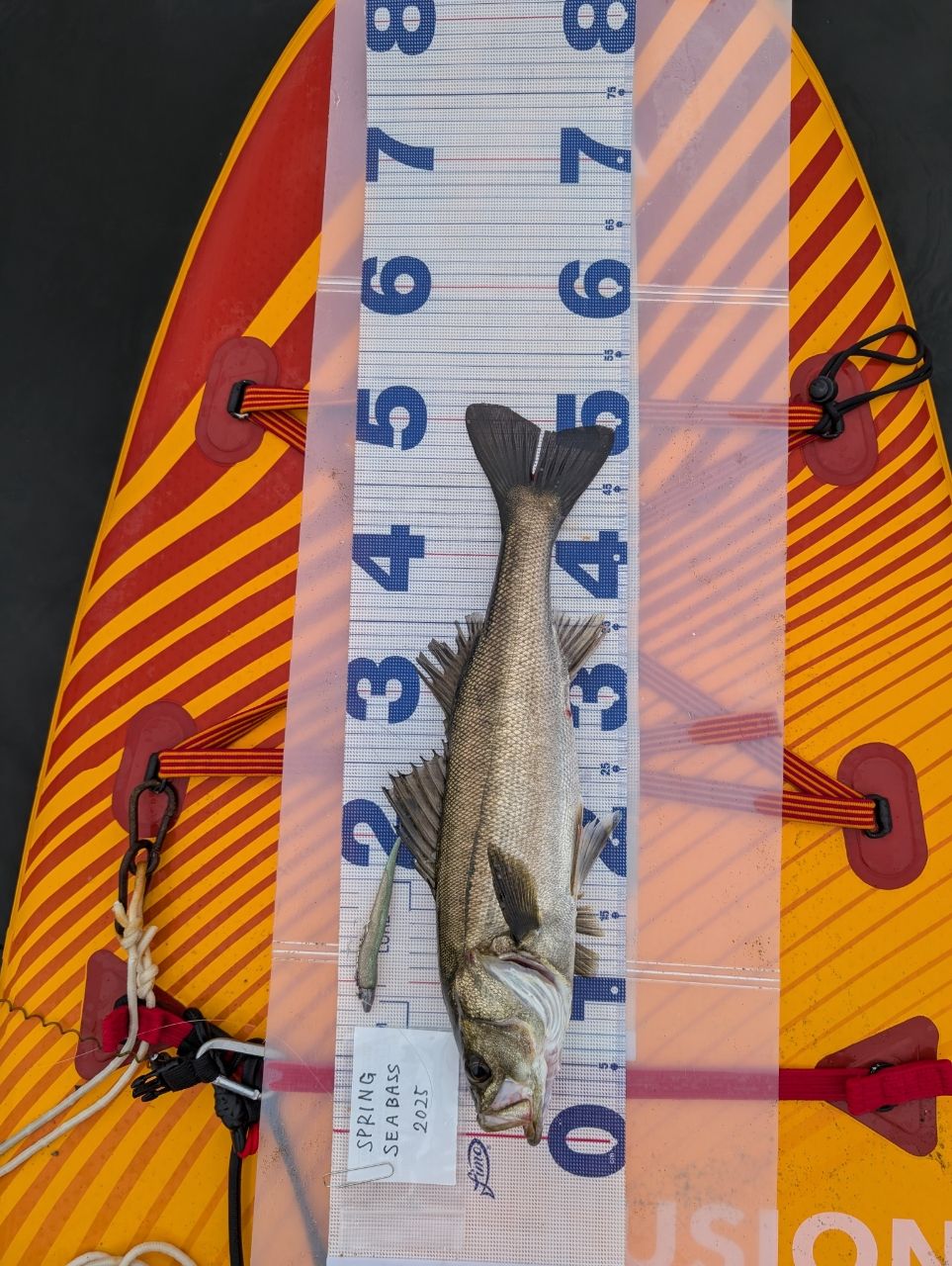 シーバス