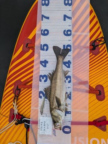 シーバスの釣果