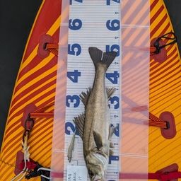 シーバス