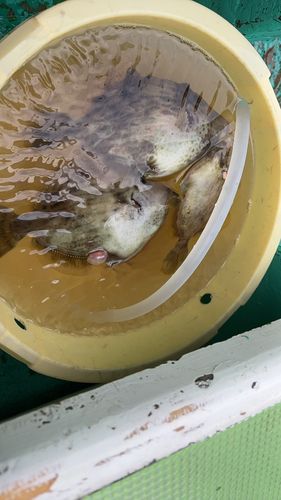 カワハギの釣果