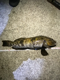 アイナメの釣果