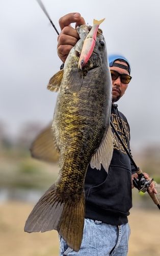 スモールマウスバスの釣果