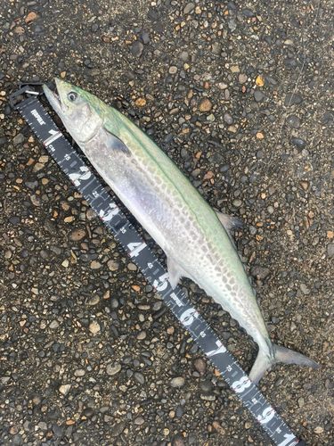 サワラの釣果