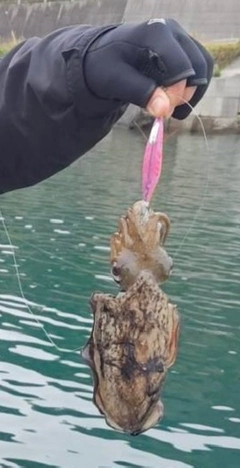 コウイカの釣果