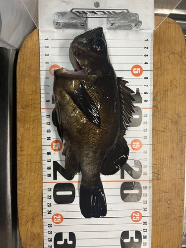 釣果