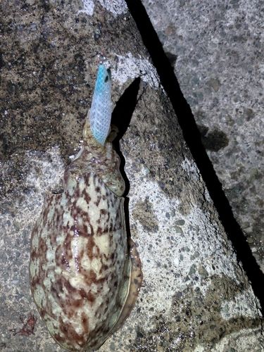 コウイカの釣果