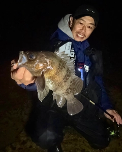 シロメバルの釣果